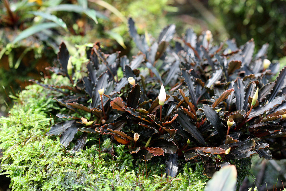 Bucephalandra sp.