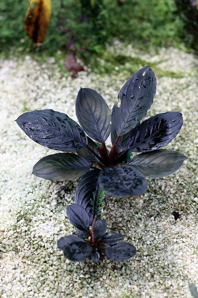 Bucephalandra kishii