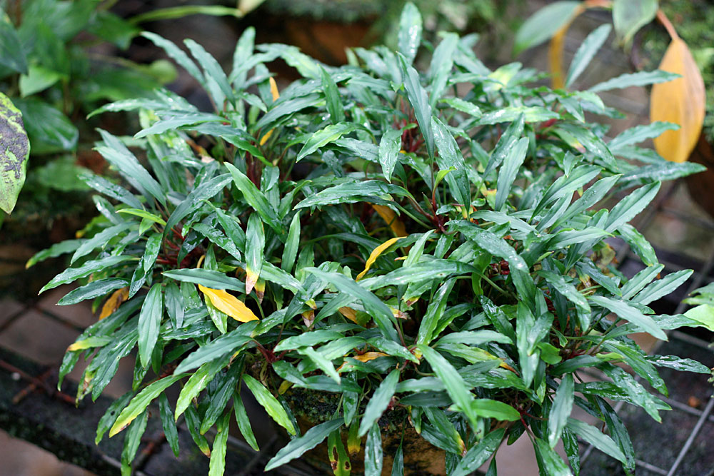 Homalomena lineariifolia