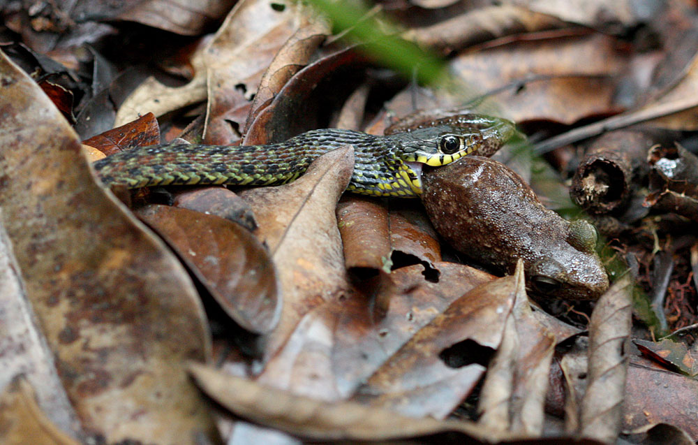 Buso, Sarawak