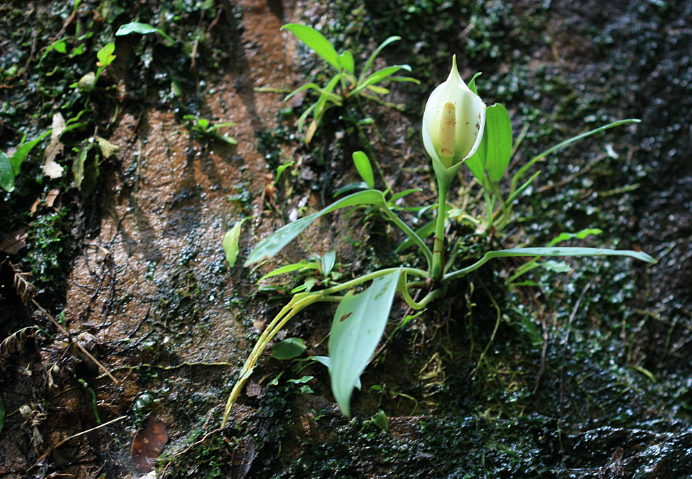 Aridarum nicolsonii