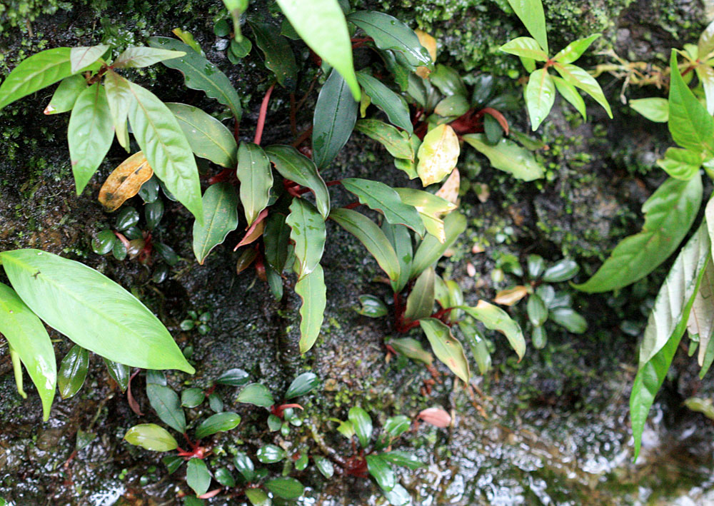 Bucephalandra bogneri, Ranchan