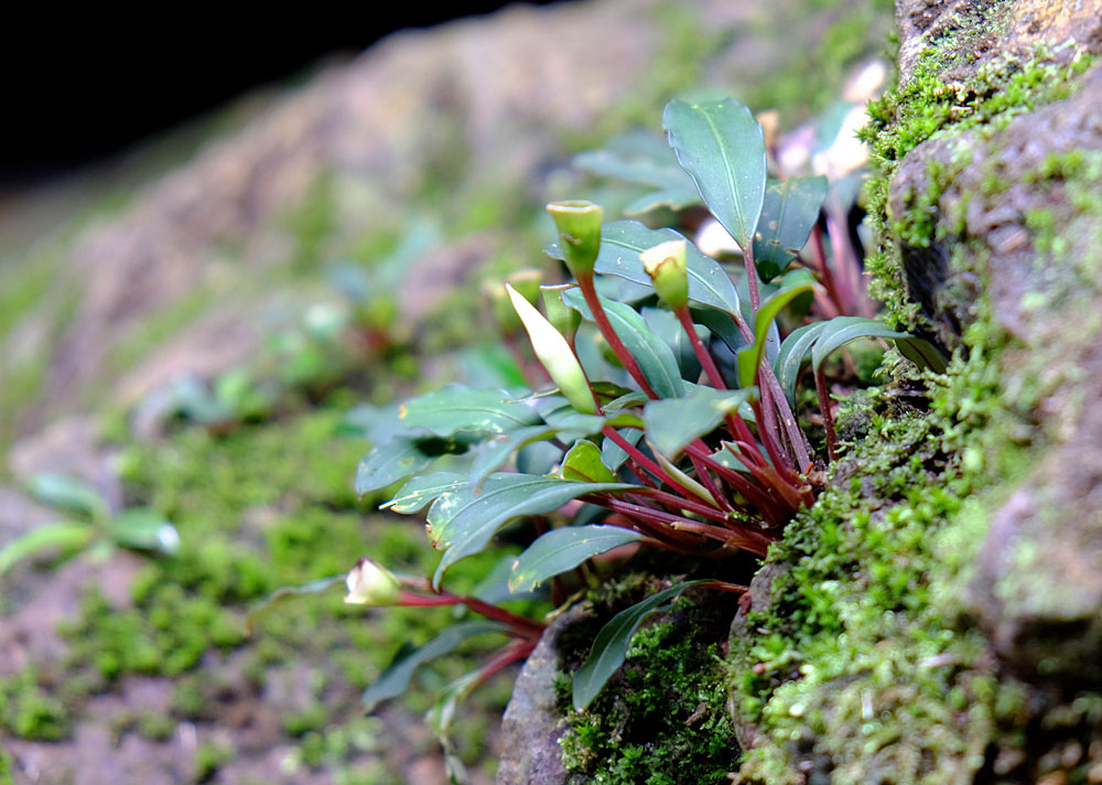 Bucephalandra bogneri