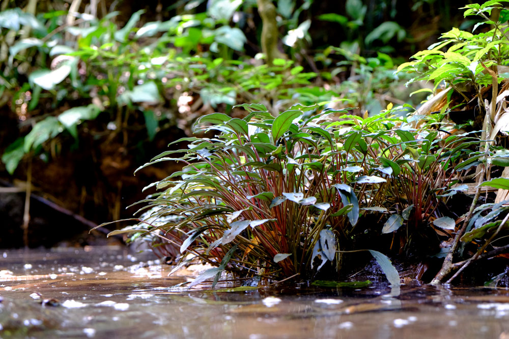 Bucephalandra bogneri
