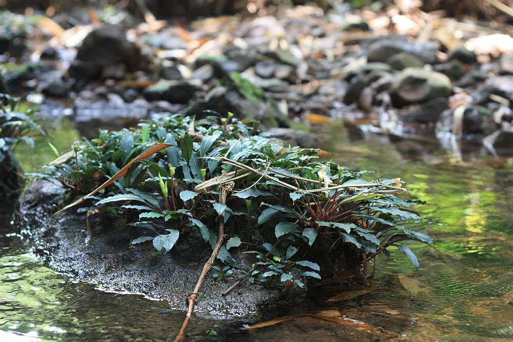Bucephalandra bogneri