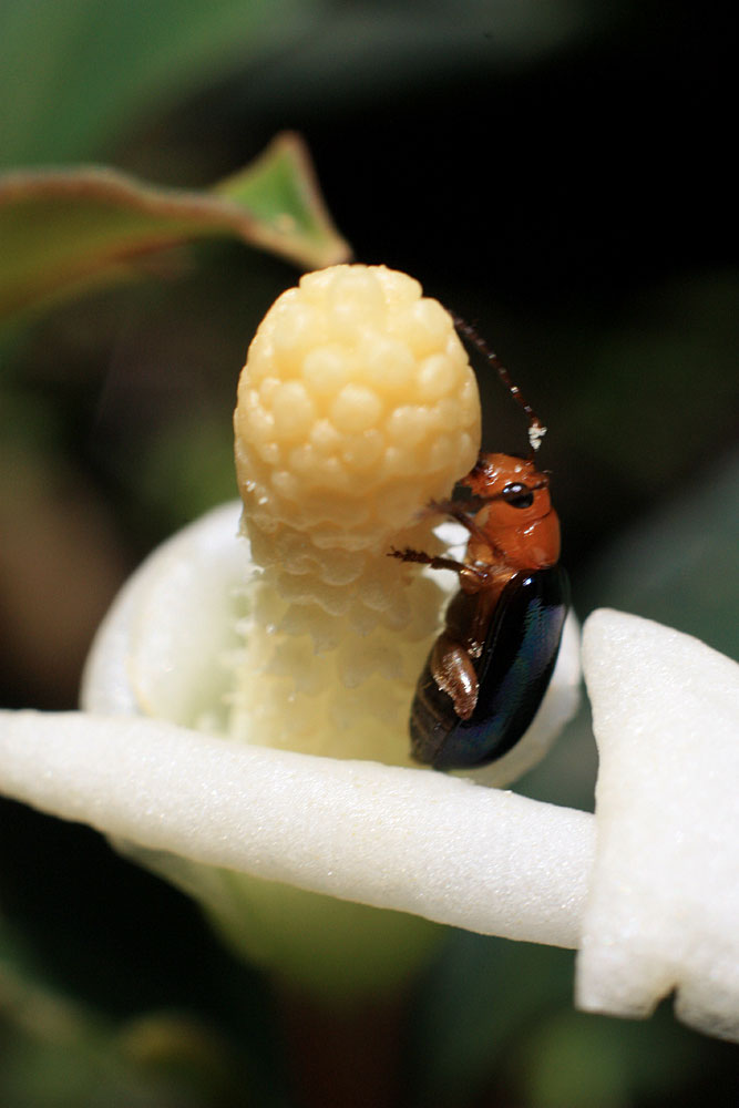 Bucephalandra bogneri, Baan Sikog, Sarawak