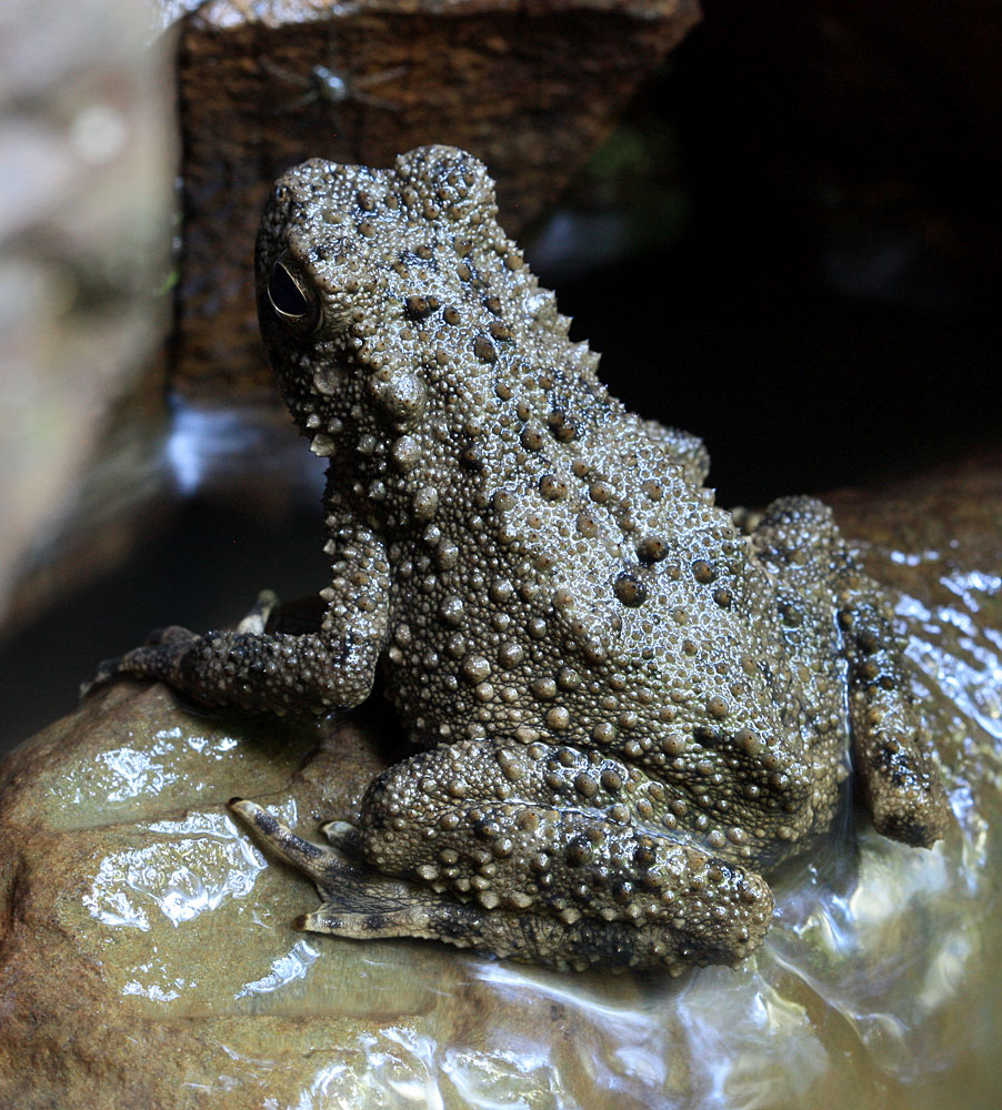 Bufo asper, Sungai Kabo, Sarawak