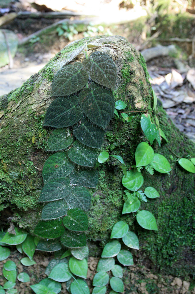 Ficus vilosa, Sungai Kabo