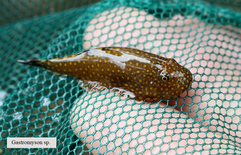 Gastromyson sp., Buso, Sarawak