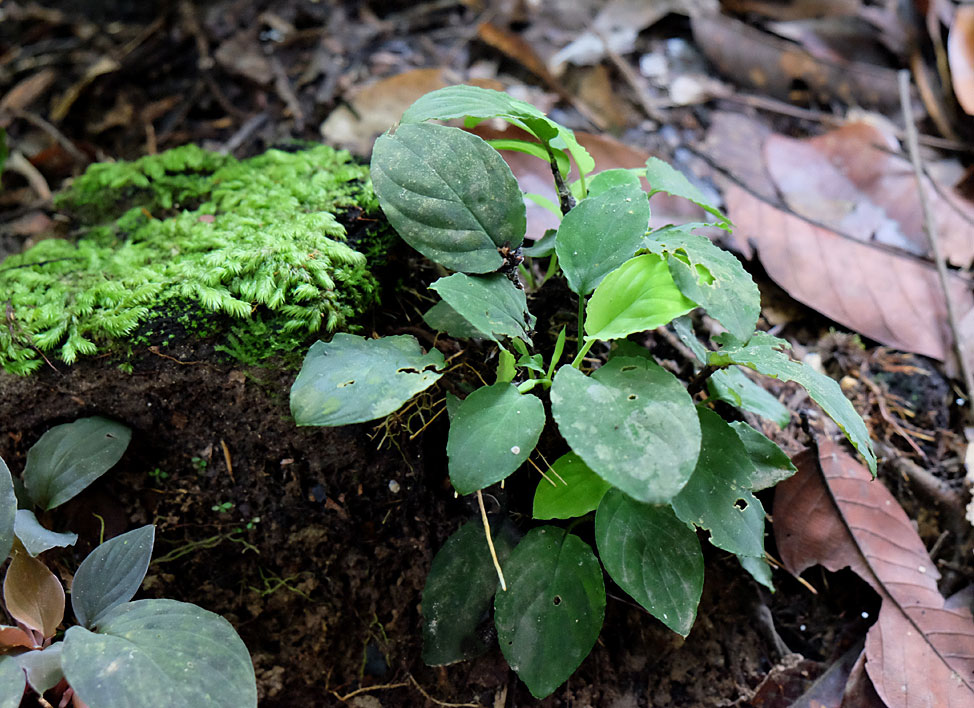 Homalomena humilis, Sungai Kabo, Sarawak