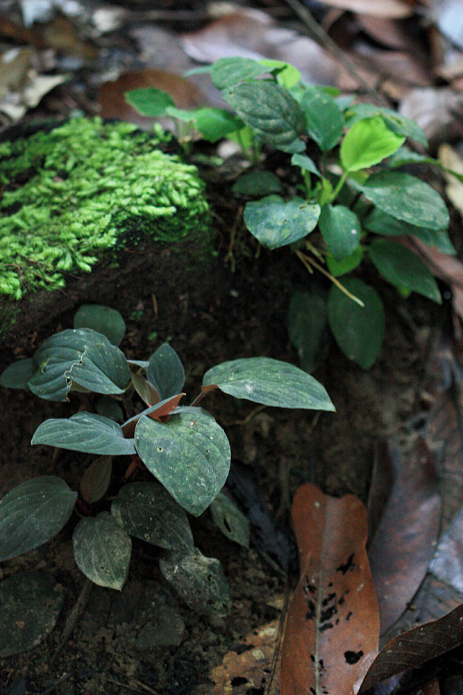 Homalomena humilis, red and green forms, Sungai Kabo