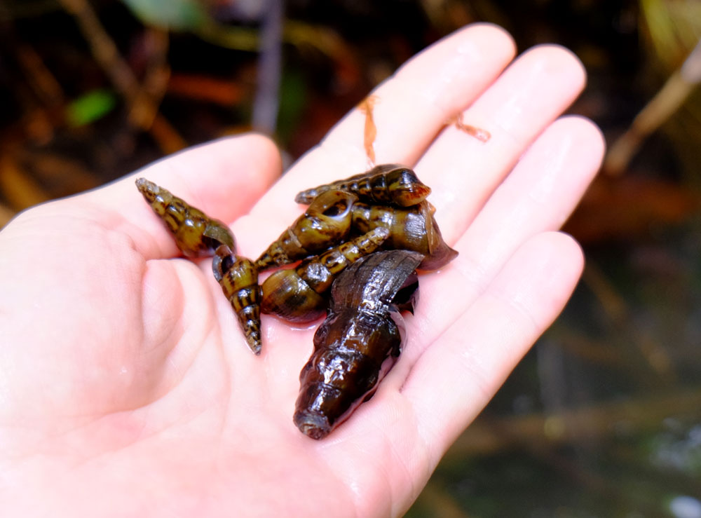 Melanoides sp.