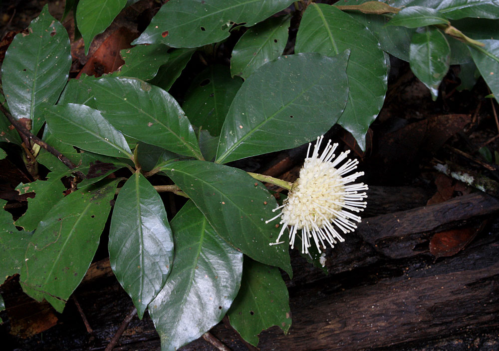 Myrmeconauclea strigosa, Sungai Kabo