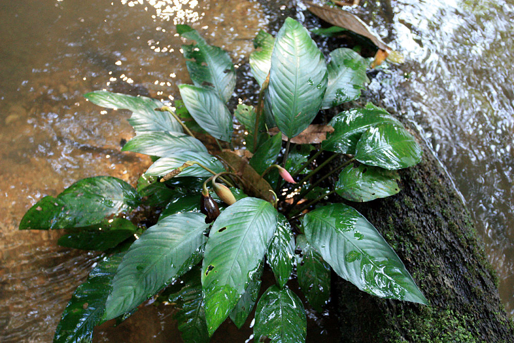 Ooia secta, Sungai Kabo, Sarawak