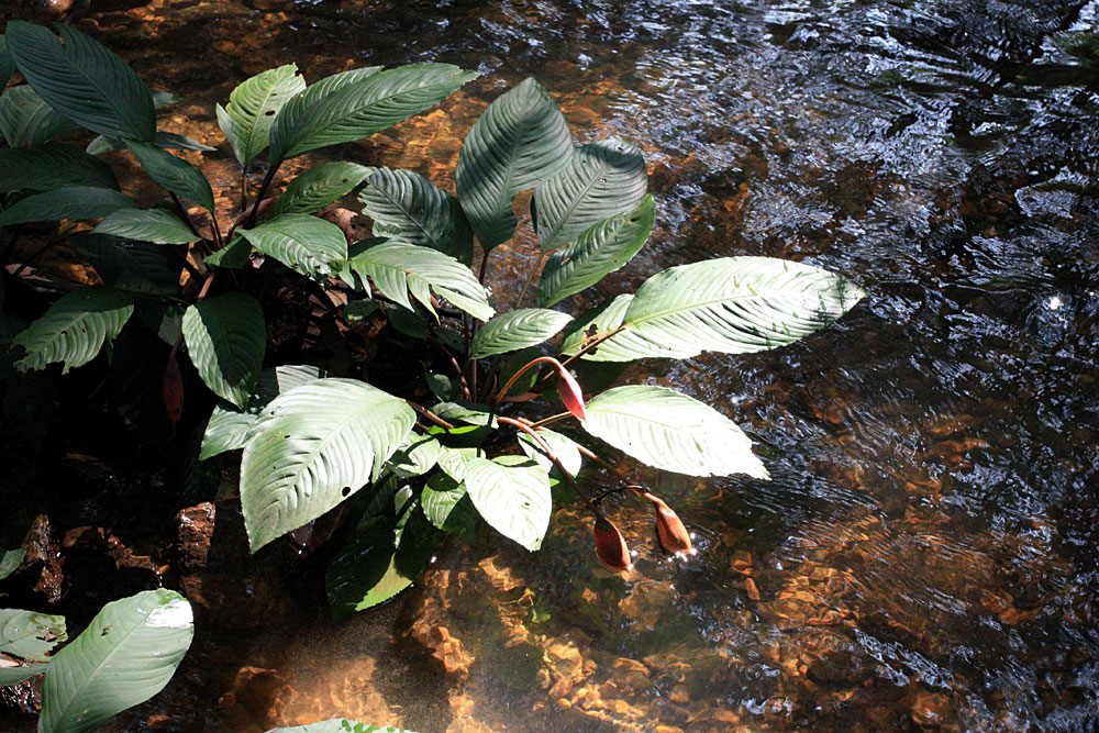 Ooia secta, Sungai Kabo, Sarawak