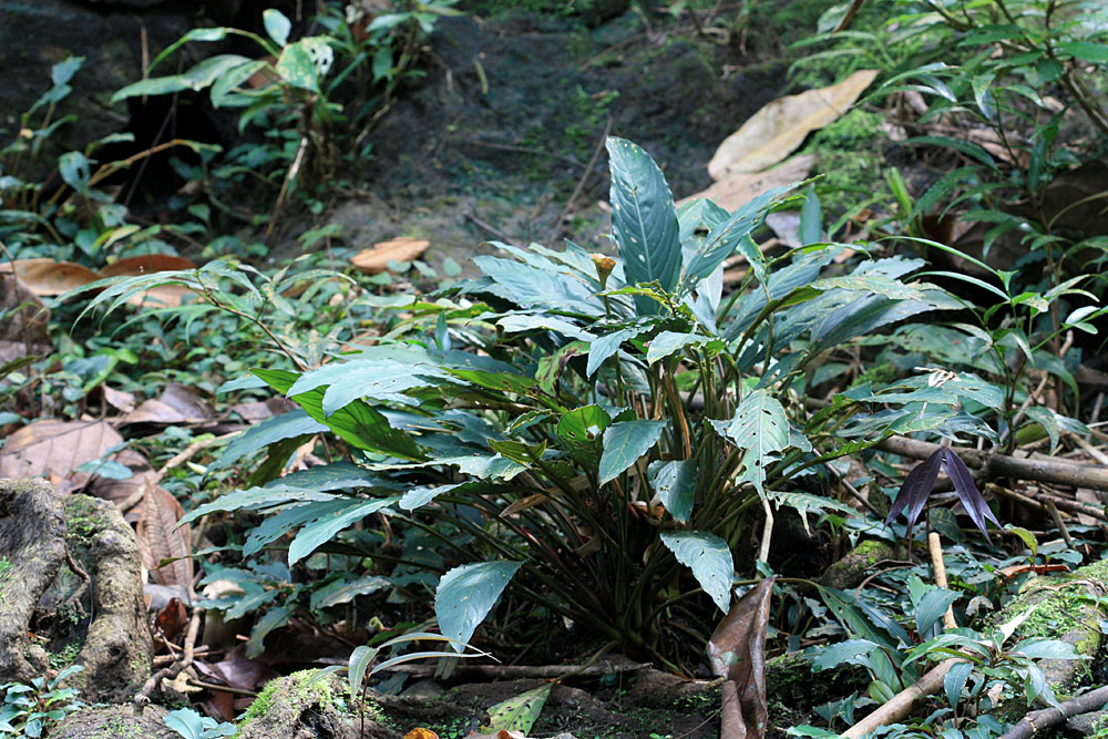 Piptospatha viridistigma