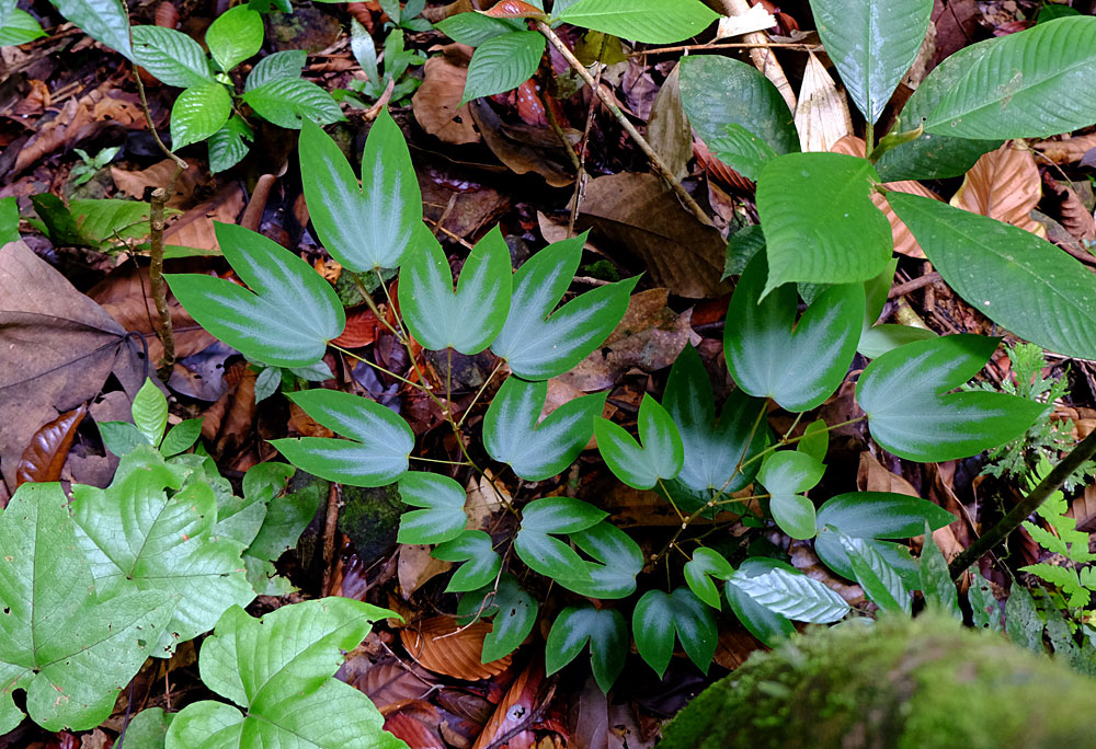 Bauhinia sp., Kubah NP, Sarawak