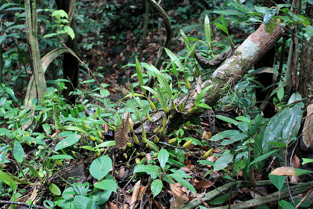 Orhid, Eria sp. Kubah NP, near waterfall