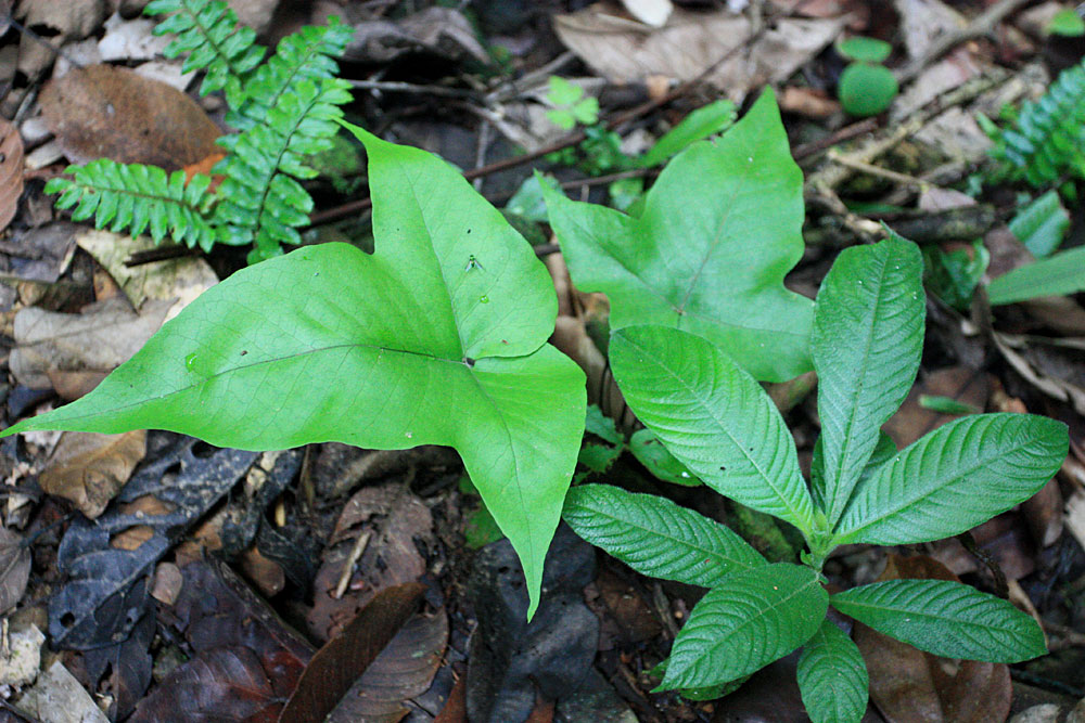 Неопознаный литофитный папоротник, Kubah NP, Borneo