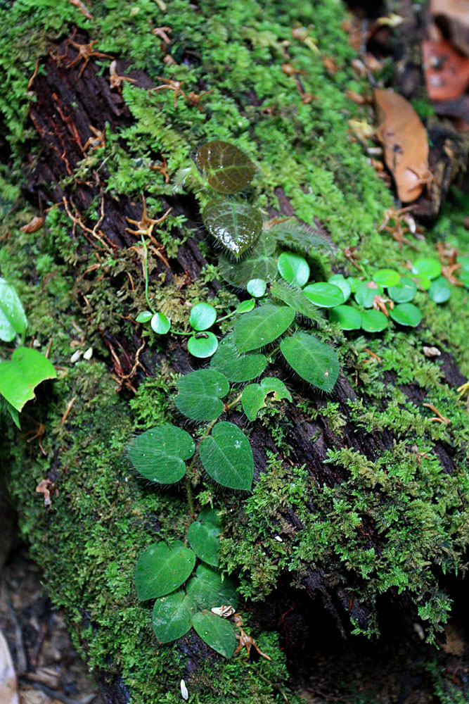 Ficus villosa, Kubah NP