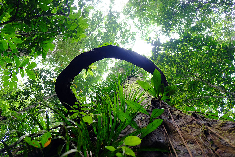 Kubah NP, Sarawak