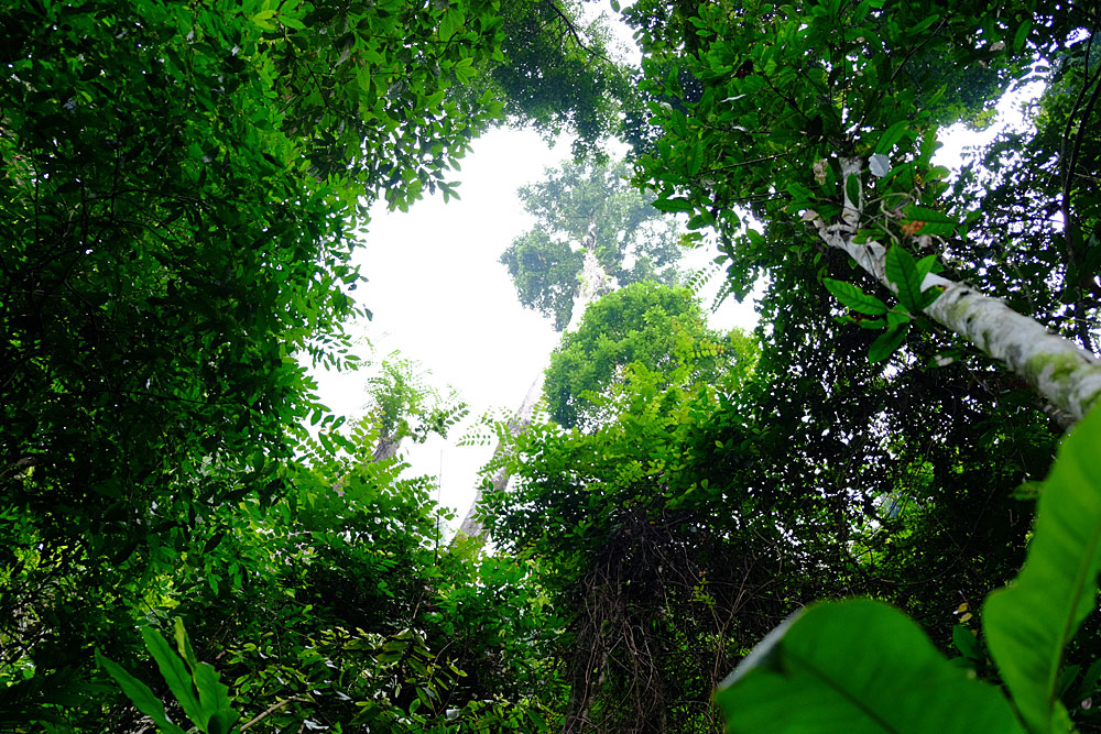 Borneo, Sarawak, Kubah National Park