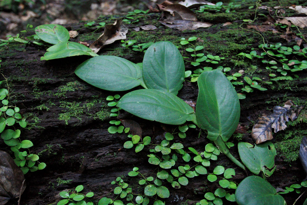 Rhaphidophora sp., Kubah NP, Sarawak