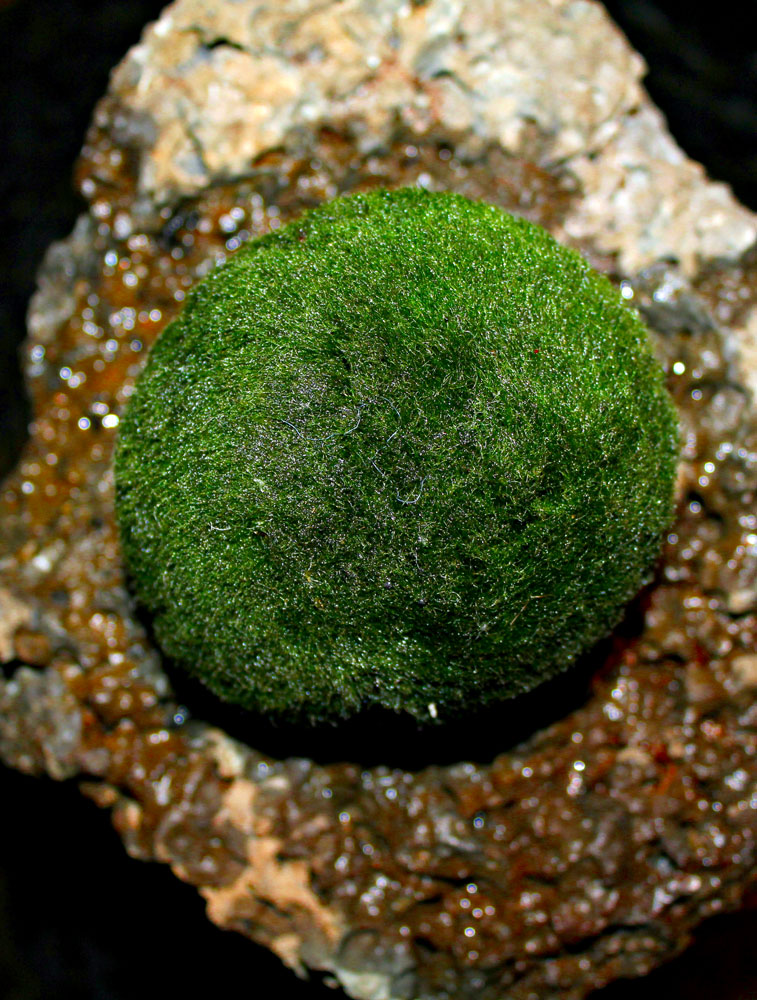 Aegagropila linnaei, Исландия