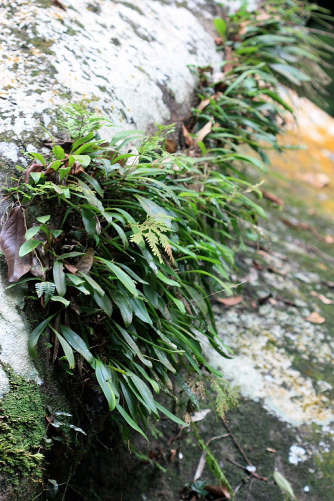 Bulbophyllum sp., Sarawak, Borneo