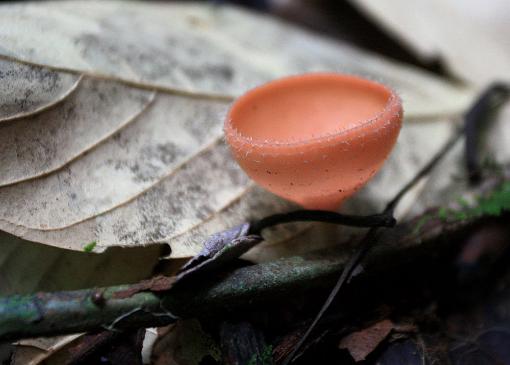 Cookeina speciosa, Gunung Gading National Park