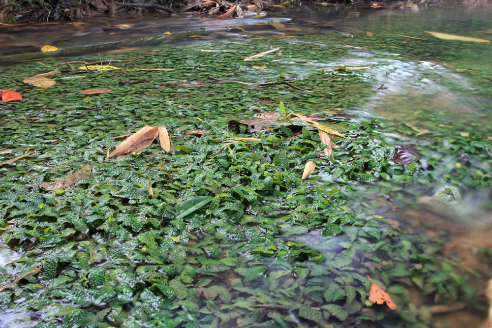 Cryptocoryne keei, Sungai Sedian, Bau, Sarawak