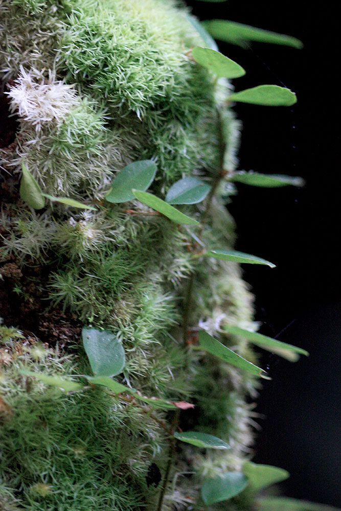 Ficus pumila, Gunung Gading, Sarawak