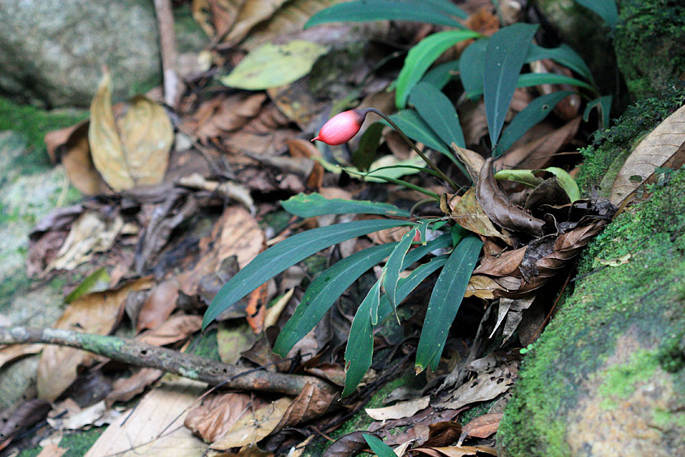 Piptospatha elongata, Gunung Gading NP