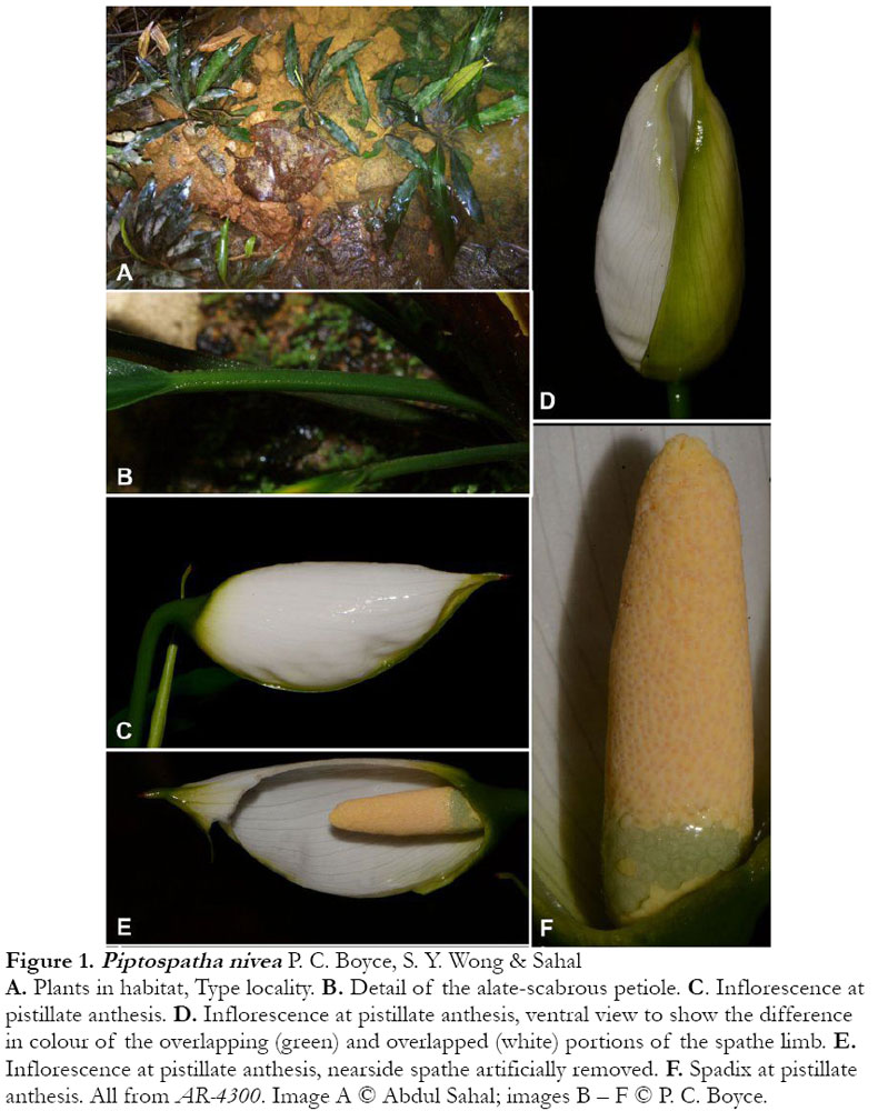 Piptospatha-nivea