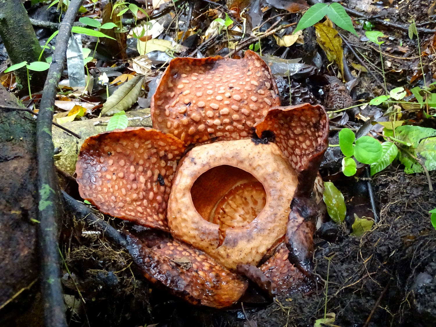 Соцветие раффлезии туан-муде (Rafflesia tuan-mudae). Раффлезии являются растениями паразитами, неимеющими ни одного фотосинтезирующего органа. Цветет рафлезия недолго (3-4 дня). Национальный парк Gunung Gading, Sarawak, Borneo.