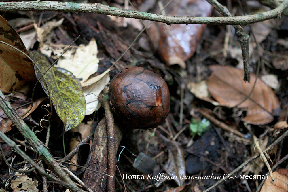 Rafflesia tuan-mudae, почка в возрасте 3 месяцев, Gunung Gading National Park