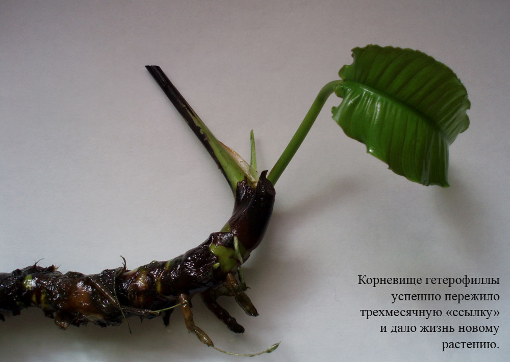 Корневище Anubias heterophylla пережившее лето в климате Подмосковья