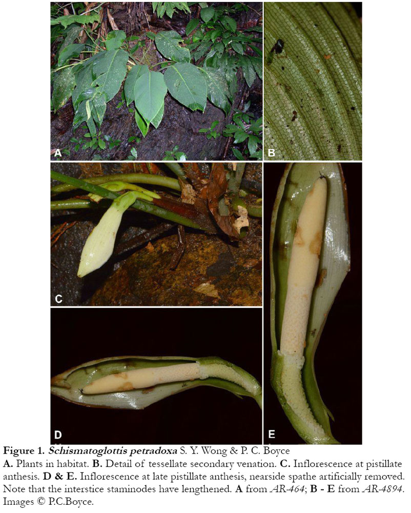 Schismatoglottis petradoxa