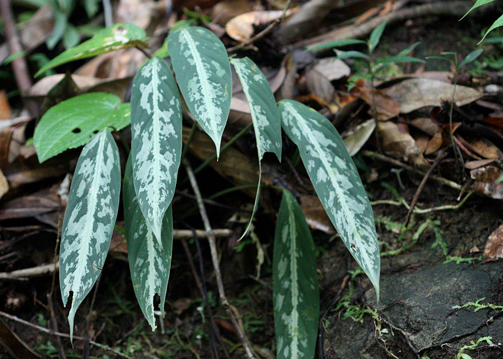 Schismatoglottis tecturata, Bau, Sarawak, Borneo