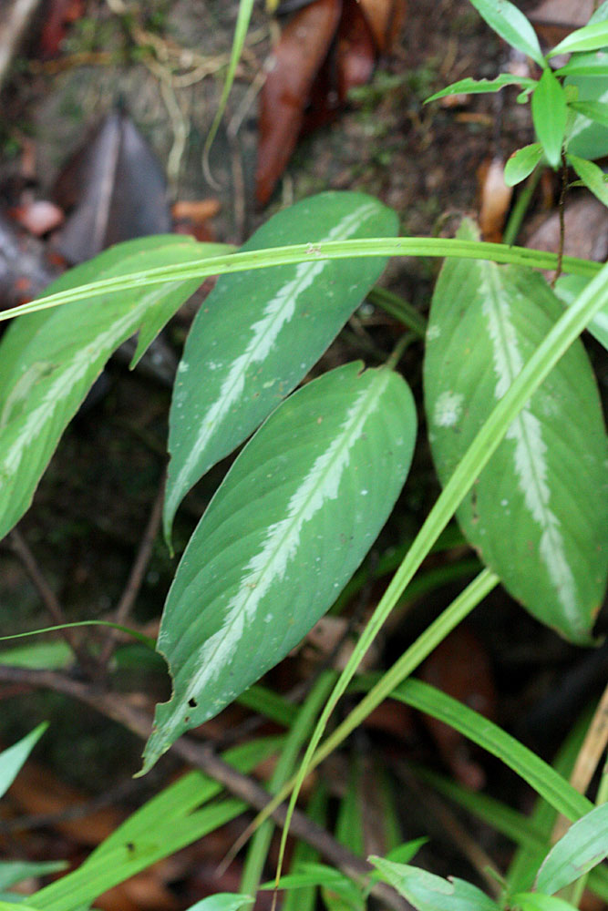 Schismatoglottis tecturata, Bau, Sarawak