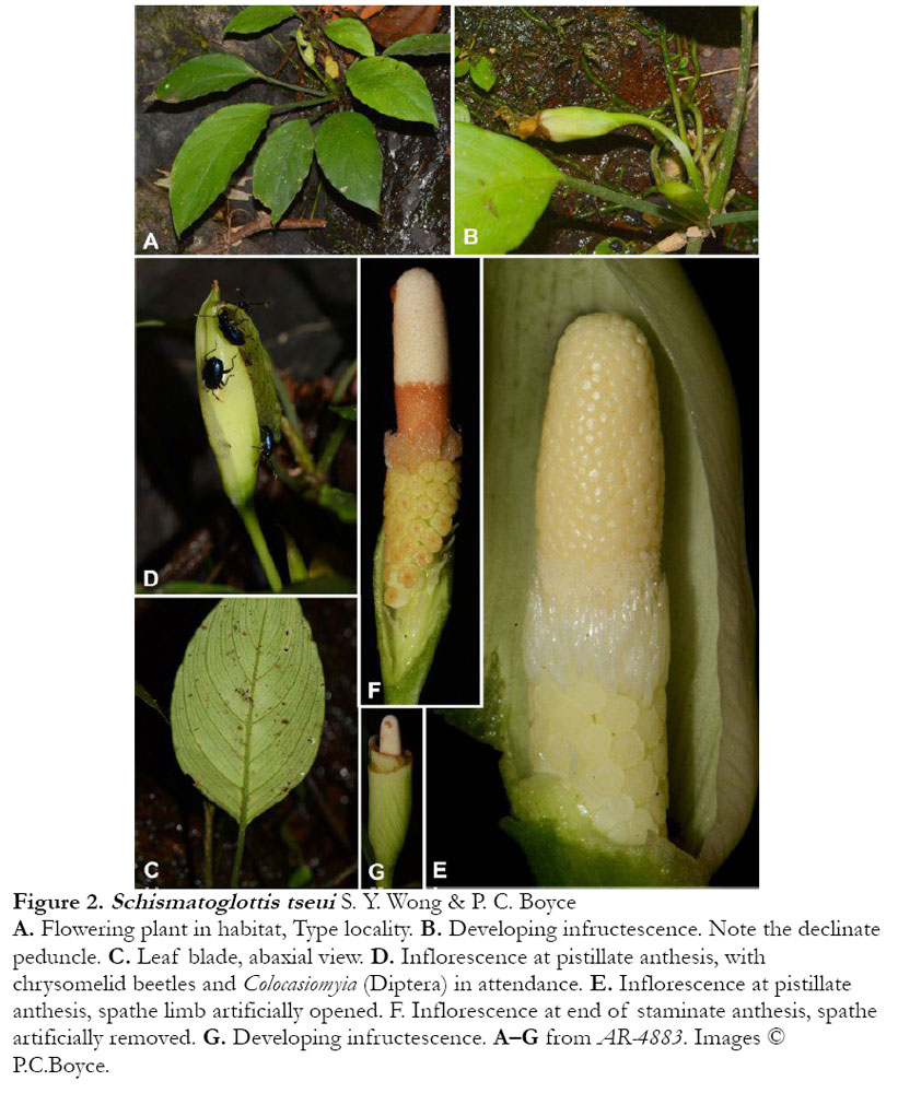 Schismatoglottis tseui