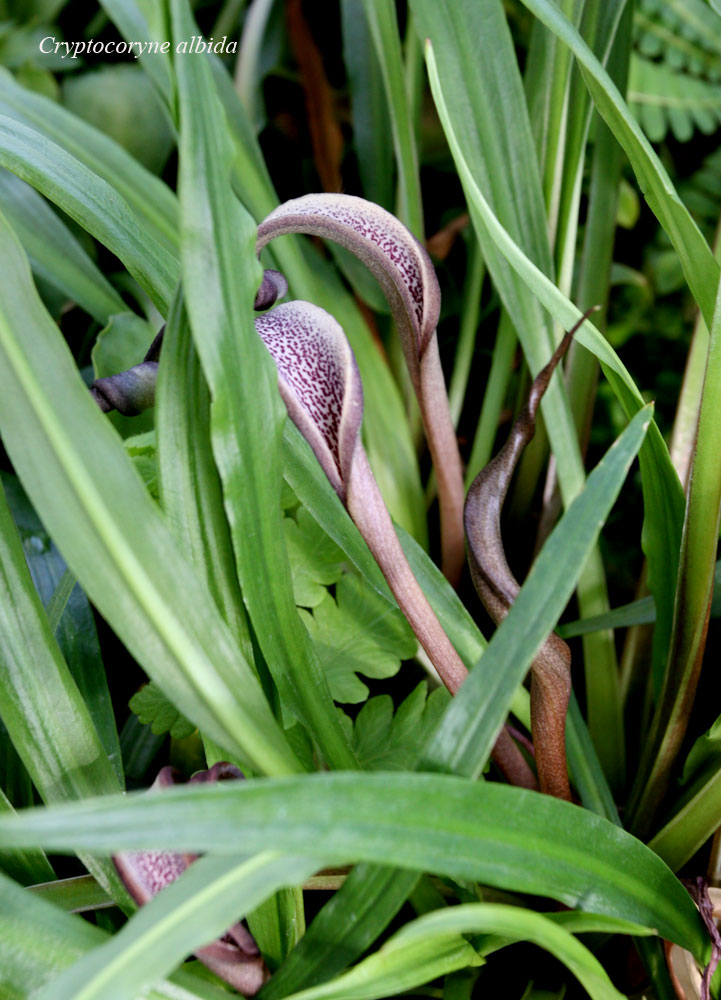Криптокорина беловатая (Cryptocoryne albida) с соцветиями