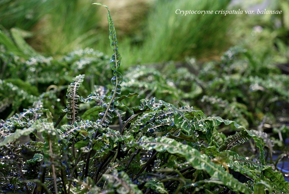 Криптокорина курчавая (Cryptocoryne crispatula var. balansae)