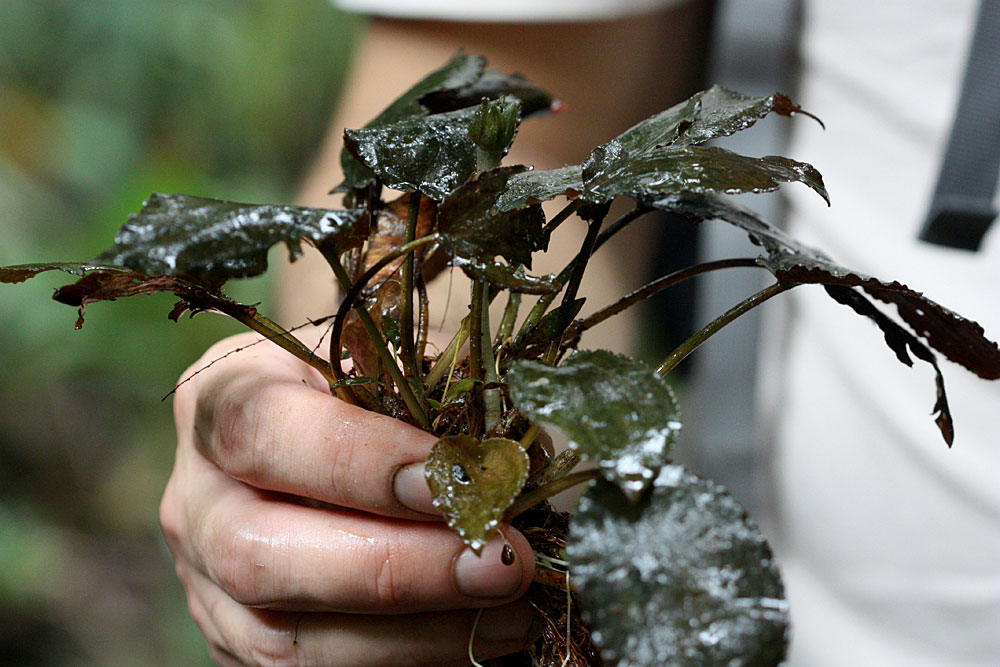 Куст криптокорины мелкополосатой (Cryptocoryne striolata)
