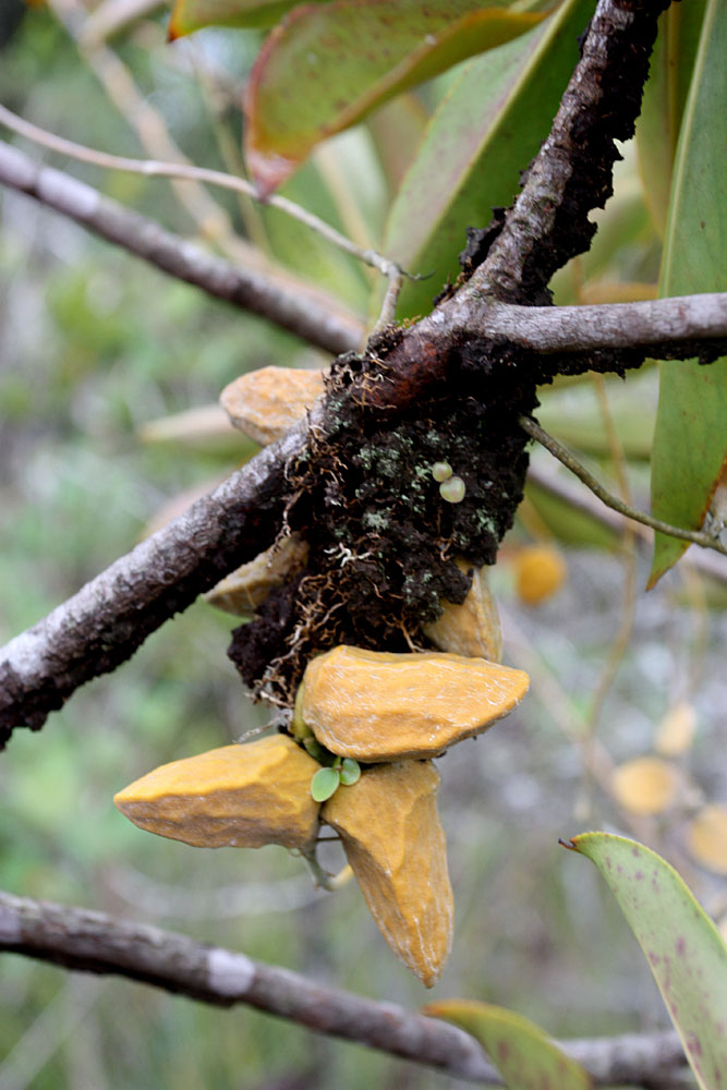 Dischidia rafflesiana, видоизмененные листья, NP Bako, Sarawak