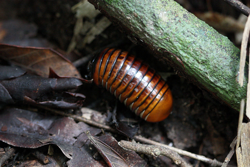 Glomeris connexa, Bau, Sarawak, Borneo