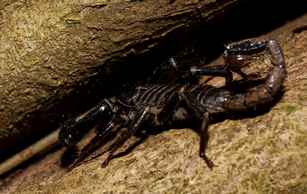 Heterometrus longimanus, Sabah, Kinabatangan river, Borneo