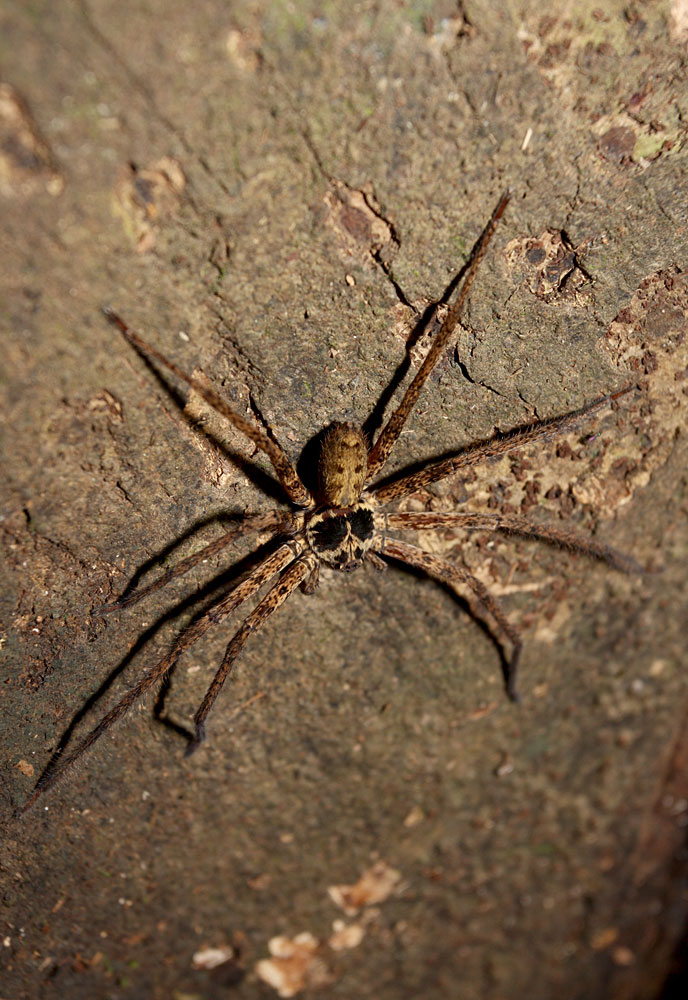 Heteropoda venatoria, Kinabatangan river, Sabah, Borneo