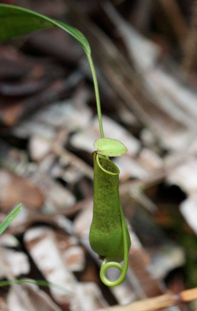 Nepenthes hirsuta, Бау, Саравак, борнео