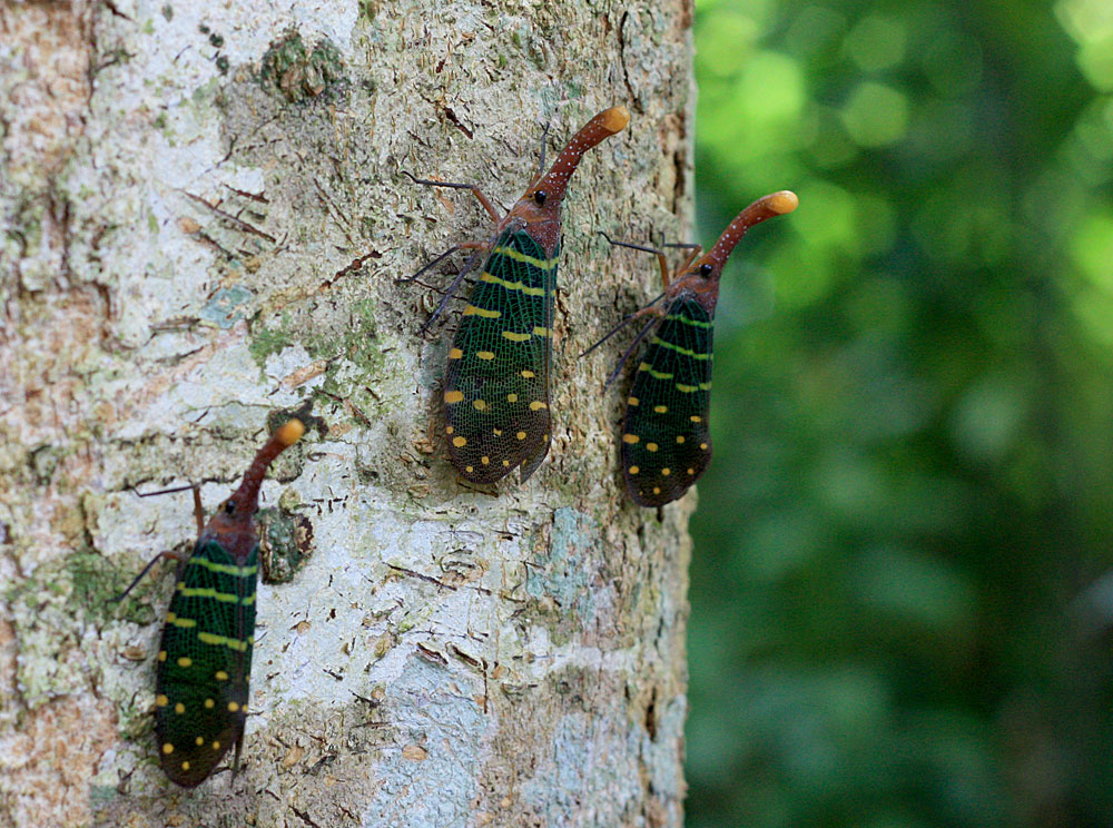 Pyrops intricata, Sungai Mador, Sarawak, Borneo